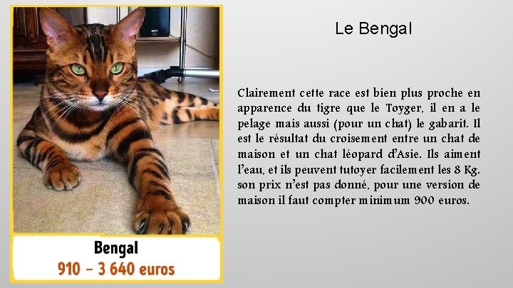 Le Bengal Clairement cette race est bien plus proche en apparence du tigre que