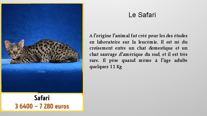 Le Safari A l’origine l’animal fut créé pour les des études en laboratoire sur