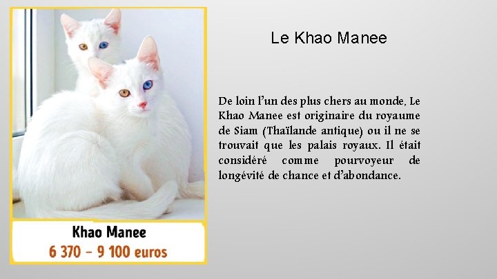 Le Khao Manee De loin l’un des plus chers au monde, Le Khao Manee