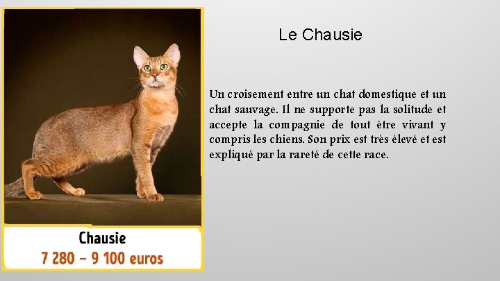 Le Chausie Un croisement entre un chat domestique et un chat sauvage. Il ne