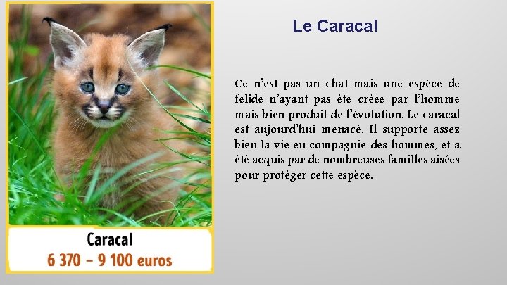 Le Caracal Ce n’est pas un chat mais une espèce de félidé n’ayant pas