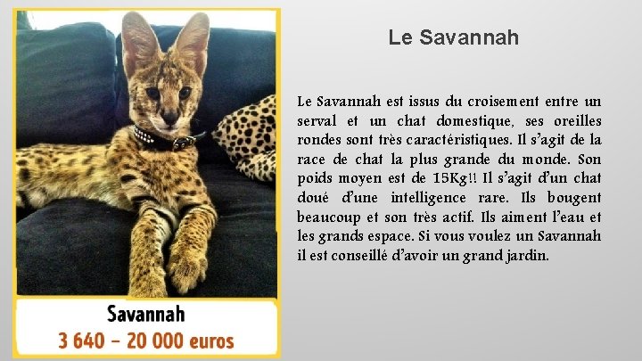 Le Savannah est issus du croisement entre un serval et un chat domestique, ses