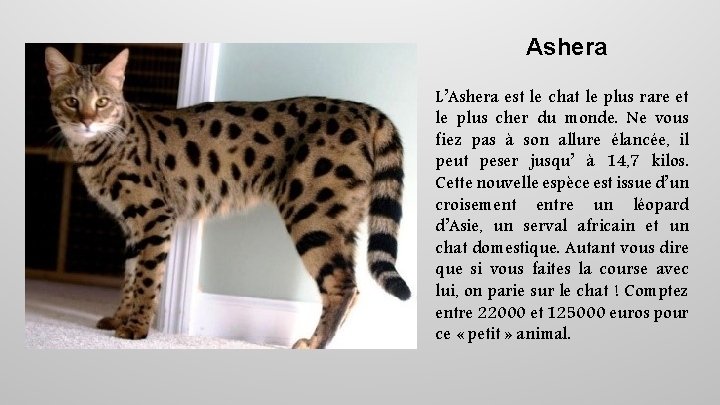Ashera L’Ashera est le chat le plus rare et le plus cher du monde.