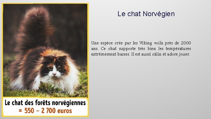 Le chat Norvégien Une espèce crée par les Viking voilà près de 2000 ans.
