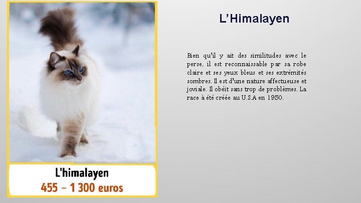L’Himalayen Bien qu’il y ait des similitudes avec le perse, il est reconnaissable par
