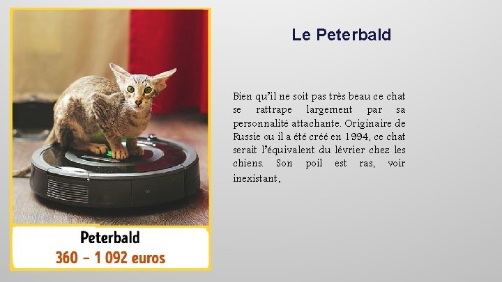 Le Peterbald Bien qu’il ne soit pas très beau ce chat se rattrape largement