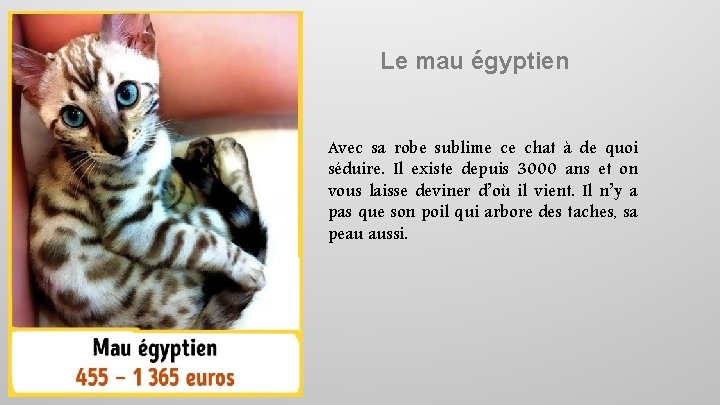 Le mau égyptien Avec sa robe sublime ce chat à de quoi séduire. Il