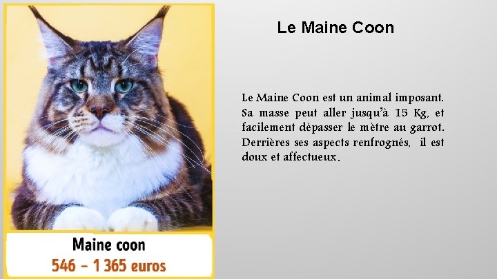 Le Maine Coon est un animal imposant. Sa masse peut aller jusqu’à 15 Kg,