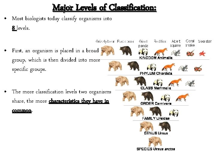 Major Levels of Classification: • Most biologists today classify organisms into 8 levels. •