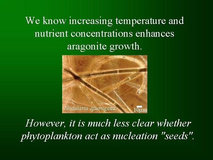 We know increasing temperature and nutrient concentrations enhances aragonite growth. Nodularia spumigena 10 mm