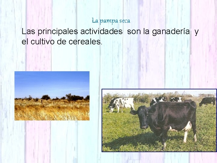 La pampa seca Las principales actividades son la ganadería y el cultivo de cereales.