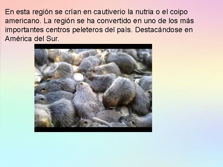 En esta región se crían en cautiverio la nutria o el coipo americano. La