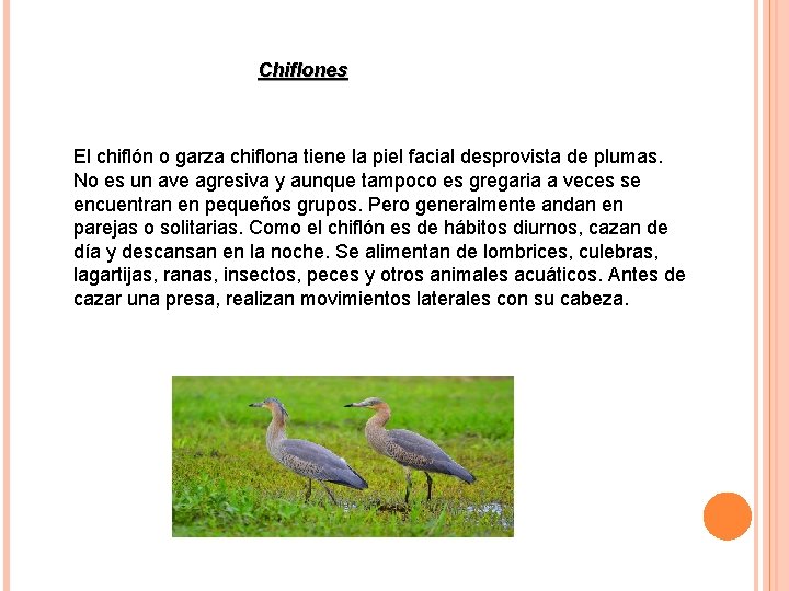 Chiflones El chiflón o garza chiflona tiene la piel facial desprovista de plumas. No