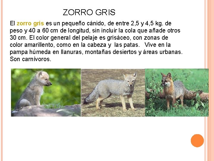 ZORRO GRIS El zorro gris es un pequeño cánido, de entre 2, 5 y