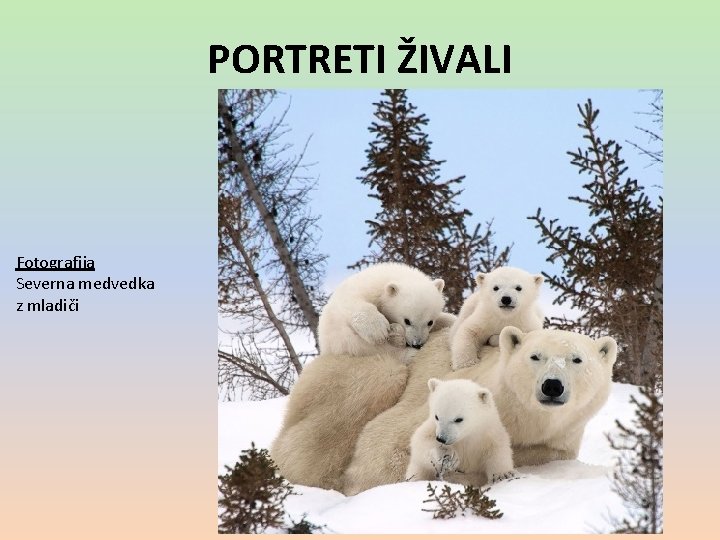 PORTRETI ŽIVALI Fotografija Severna medvedka z mladiči 