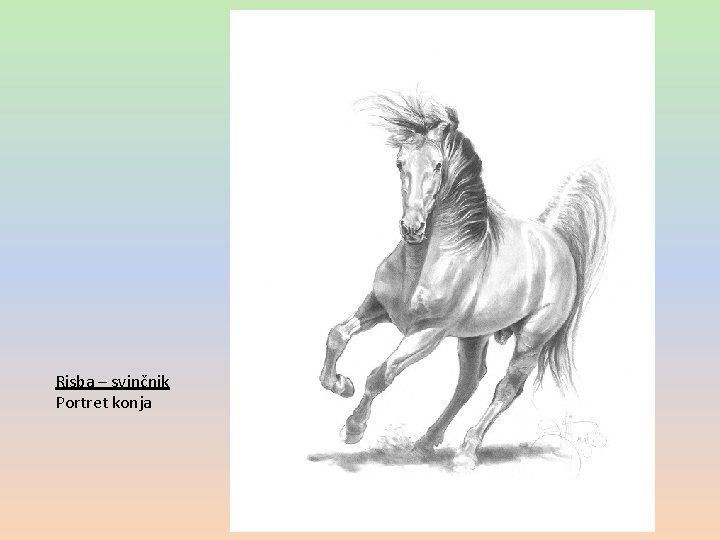 Risba – svinčnik Portret konja 