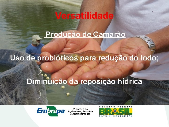 Versatilidade Produção de Camarão Uso de probióticos para redução do lodo; Diminuição da reposição