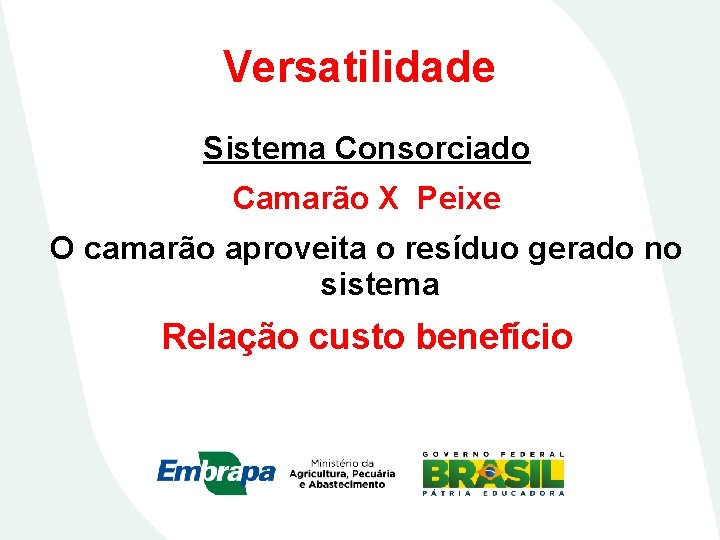 Versatilidade Sistema Consorciado Camarão X Peixe O camarão aproveita o resíduo gerado no sistema