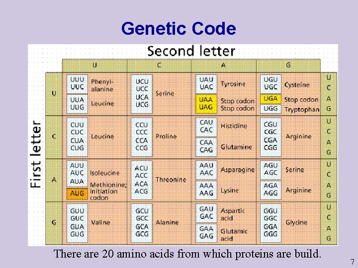 Genetic Code There are 20 amino acids from which proteins are build. 7 