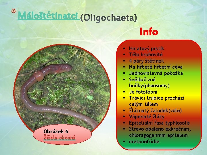 * Máloštětinatci Info § § § § Obrázek 6 Žížala obecná § § §