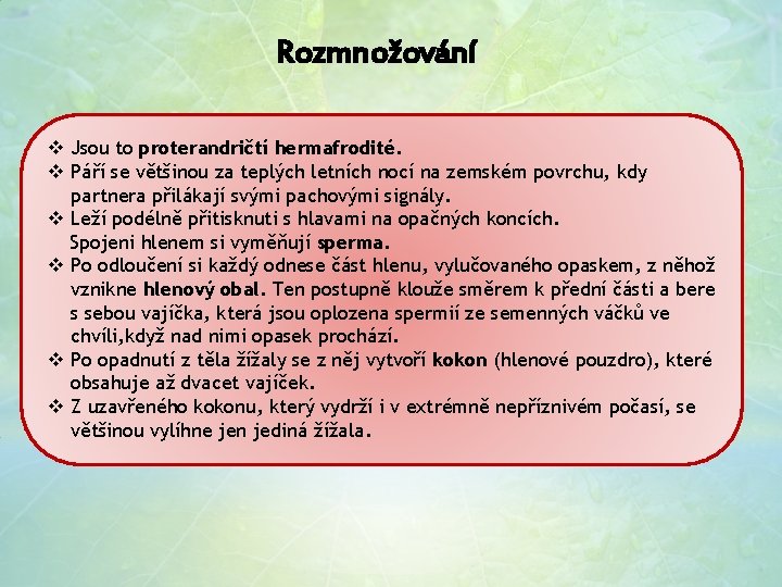 Rozmnožování v Jsou to proterandričtí hermafrodité. v Páří se většinou za teplých letních nocí