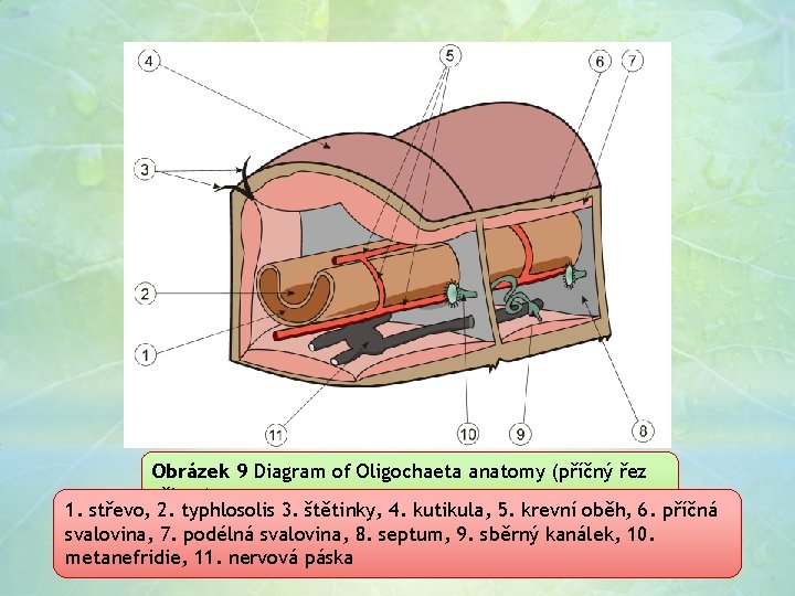 Obrázek 9 Diagram of Oligochaeta anatomy (příčný řez tělem) 1. střevo, 2. typhlosolis 3.