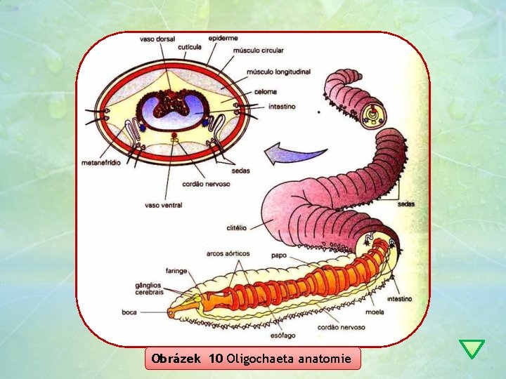 Obrázek 10 Oligochaeta anatomie 