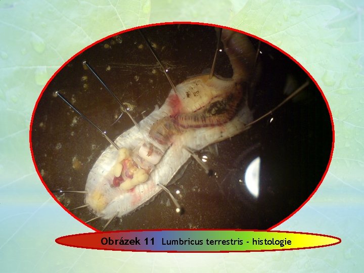 Obrázek 11 Lumbricus terrestris - histologie 