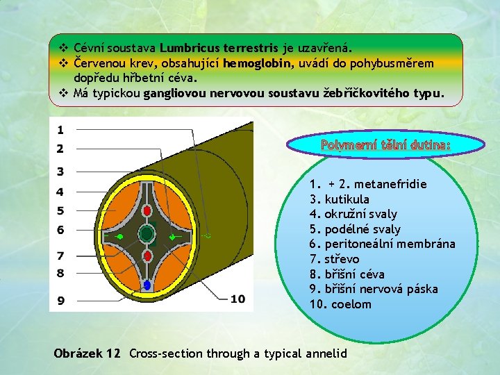 v Cévní soustava Lumbricus terrestris je uzavřená. v Červenou krev, obsahující hemoglobin, uvádí do