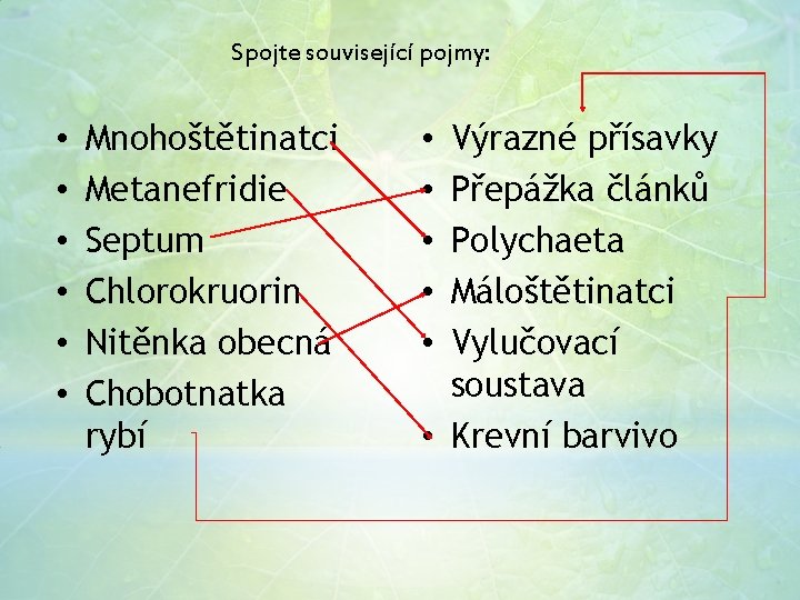 Spojte související pojmy: • • • Mnohoštětinatci Metanefridie Septum Chlorokruorin Nitěnka obecná Chobotnatka rybí