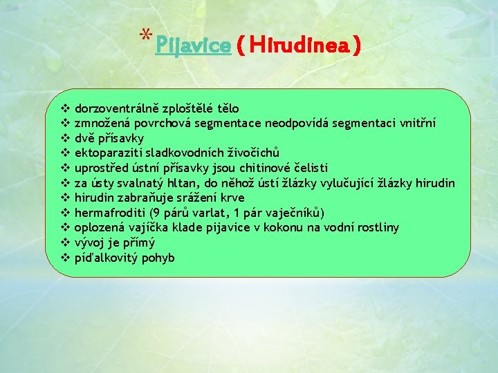 * Pijavice ( Hirudinea ) v v v dorzoventrálně zploštělé tělo zmnožená povrchová segmentace