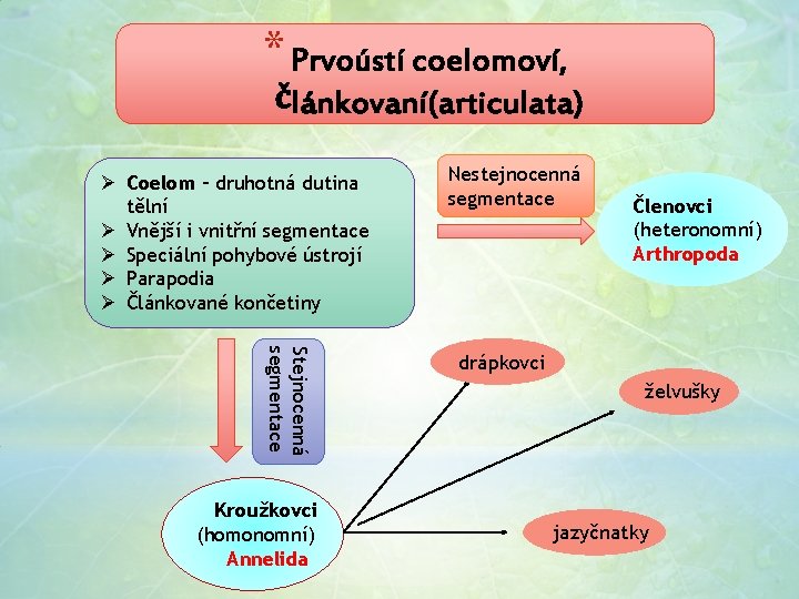 * Ø Coelom – druhotná dutina tělní Ø Vnější i vnitřní segmentace Ø Speciální