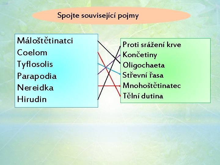 Spojte související pojmy Máloštětinatci Coelom Tyflosolis Parapodia Nereidka Hirudin Proti srážení krve Končetiny Oligochaeta