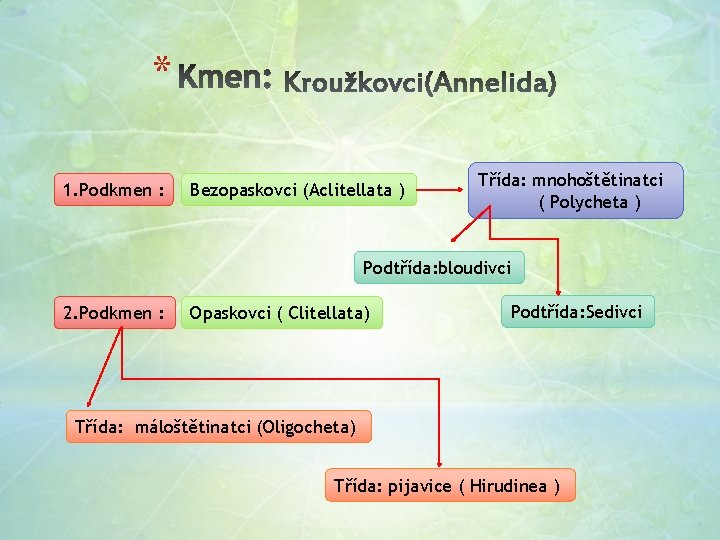 * 1. Podkmen : Bezopaskovci (Aclitellata ) Třída: mnohoštětinatci ( Polycheta ) Podtřída: bloudivci