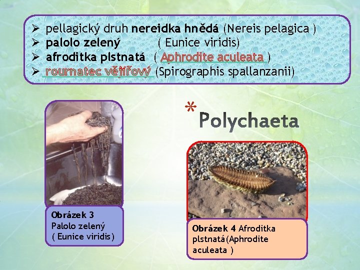 Ø Ø pellagický druh nereidka hnědá (Nereis pelagica ) palolo zelený ( Eunice viridis)