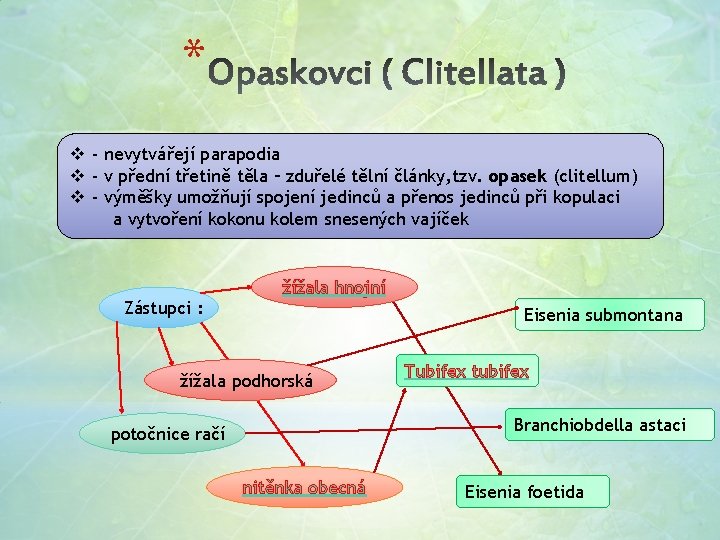 * v - nevytvářejí parapodia v - v přední třetině těla – zduřelé tělní