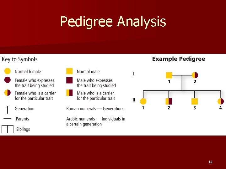 Pedigree Analysis 14 