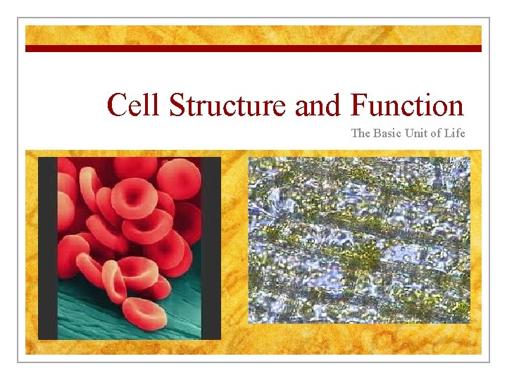 Cell Structure and Function The Basic Unit of