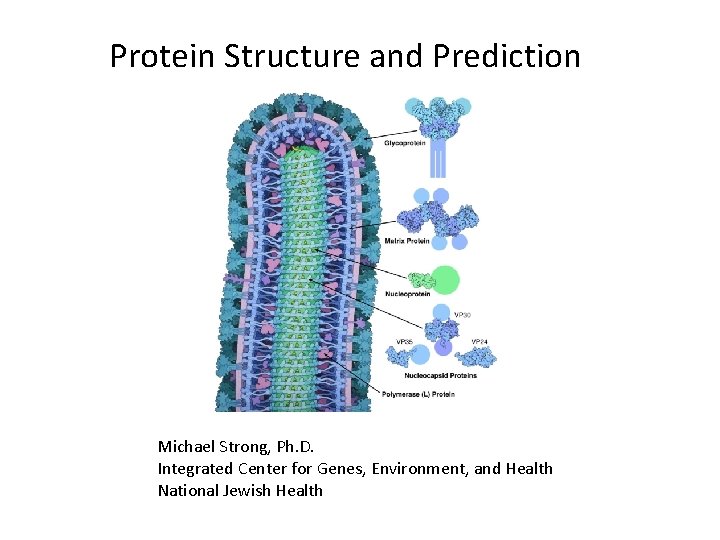 Protein Structure and Prediction Michael Strong, Ph. D. Integrated Center for Genes, Environment, and