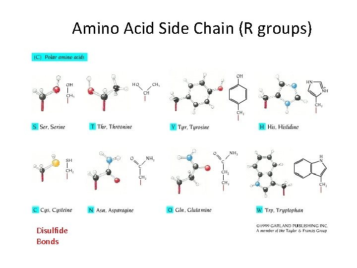 Amino Acid Side Chain (R groups) Disulfide Bonds 