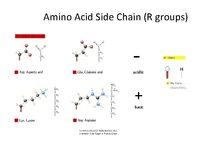 Amino Acid Side Chain (R groups) - acidic + basic 