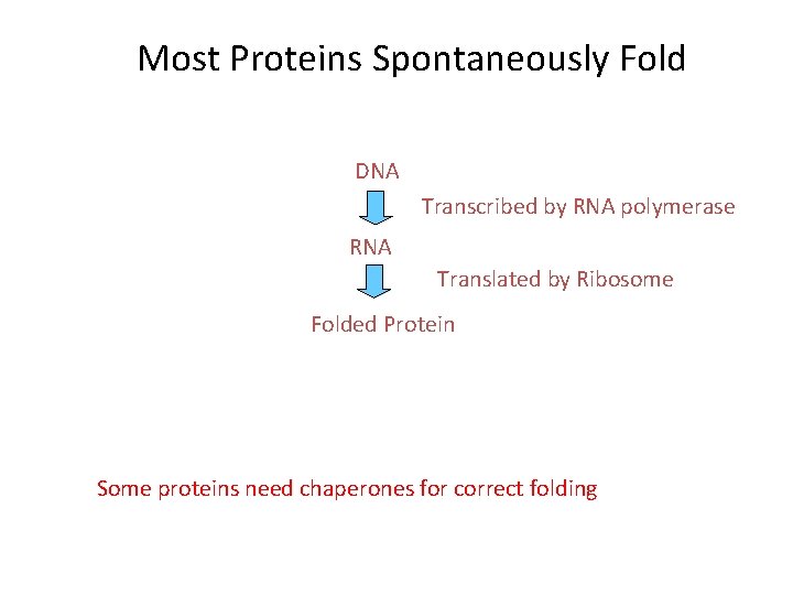 Most Proteins Spontaneously Fold DNA Transcribed by RNA polymerase RNA Translated by Ribosome Folded