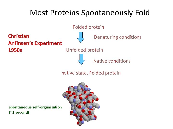 Most Proteins Spontaneously Folded protein Christian Denaturing conditions Anfinsen’s Experiment Unfolded protein 1950 s