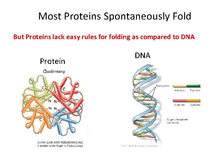 Most Proteins Spontaneously Fold But Proteins lack easy rules for folding as compared to