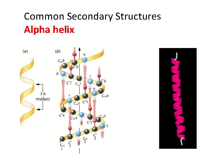 Common Secondary Structures Alpha helix 