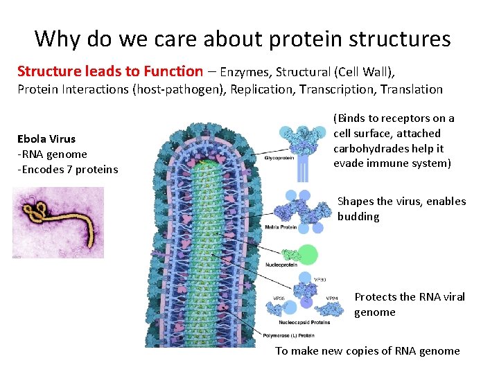Why do we care about protein structures Structure leads to Function – Enzymes, Structural