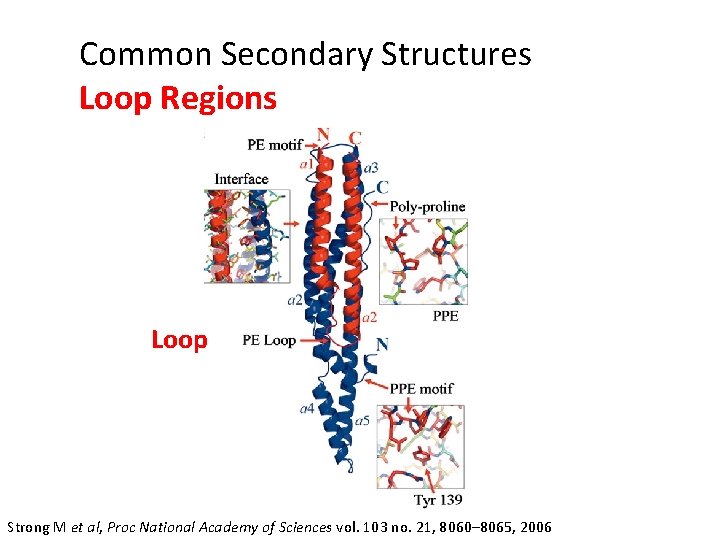 Common Secondary Structures Loop Regions Loop Strong M et al, Proc National Academy of