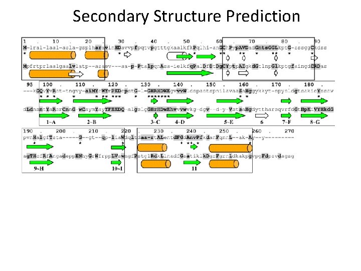 Secondary Structure Prediction 