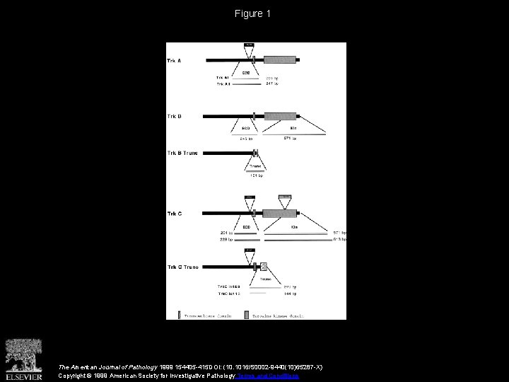 Figure 1 The American Journal of Pathology 1999 154405 -415 DOI: (10. 1016/S 0002