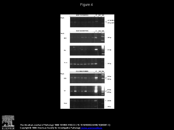 Figure 4 The American Journal of Pathology 1999 154405 -415 DOI: (10. 1016/S 0002